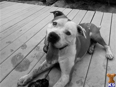 Stud Dogs - American Bulldog